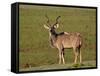 Greater Kudu (Tragelaphus Strepsiceros) Buck, Addo Elephant National Park, South Africa, Africa-James Hager-Framed Stretched Canvas