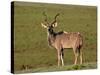 Greater Kudu (Tragelaphus Strepsiceros) Buck, Addo Elephant National Park, South Africa, Africa-James Hager-Stretched Canvas