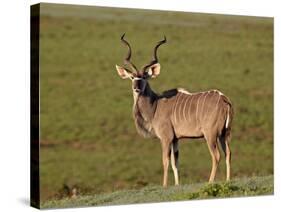 Greater Kudu (Tragelaphus Strepsiceros) Buck, Addo Elephant National Park, South Africa, Africa-James Hager-Stretched Canvas