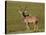 Greater Kudu (Tragelaphus Strepsiceros) Buck, Addo Elephant National Park, South Africa, Africa-James Hager-Stretched Canvas