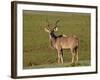 Greater Kudu (Tragelaphus Strepsiceros) Buck, Addo Elephant National Park, South Africa, Africa-James Hager-Framed Photographic Print