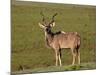 Greater Kudu (Tragelaphus Strepsiceros) Buck, Addo Elephant National Park, South Africa, Africa-James Hager-Mounted Photographic Print