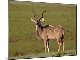 Greater Kudu (Tragelaphus Strepsiceros) Buck, Addo Elephant National Park, South Africa, Africa-James Hager-Mounted Photographic Print