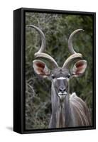 Greater Kudu (Tragelaphus Strepsiceros) Buck, Addo Elephant National Park, South Africa, Africa-James Hager-Framed Stretched Canvas