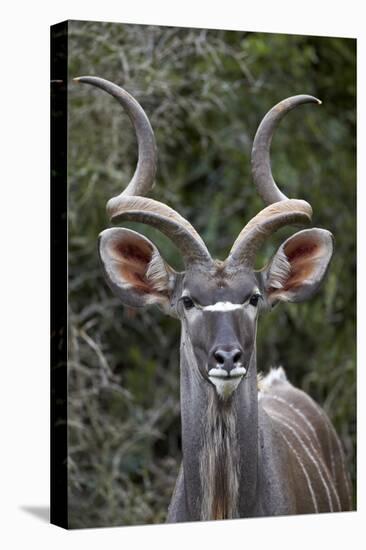 Greater Kudu (Tragelaphus Strepsiceros) Buck, Addo Elephant National Park, South Africa, Africa-James Hager-Stretched Canvas