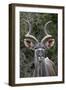 Greater Kudu (Tragelaphus Strepsiceros) Buck, Addo Elephant National Park, South Africa, Africa-James Hager-Framed Photographic Print