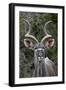 Greater Kudu (Tragelaphus Strepsiceros) Buck, Addo Elephant National Park, South Africa, Africa-James Hager-Framed Photographic Print