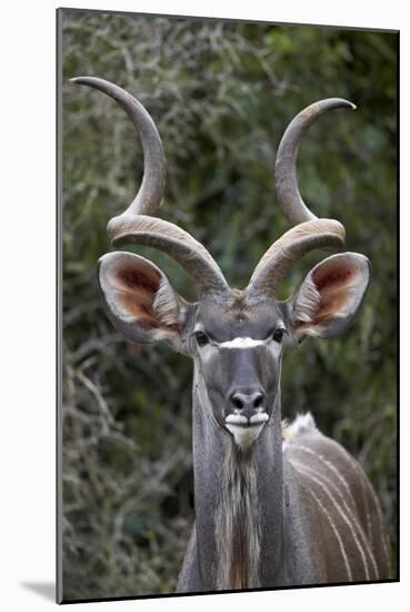 Greater Kudu (Tragelaphus Strepsiceros) Buck, Addo Elephant National Park, South Africa, Africa-James Hager-Mounted Photographic Print