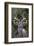 Greater Kudu (Tragelaphus Strepsiceros) Buck, Addo Elephant National Park, South Africa, Africa-James Hager-Framed Photographic Print