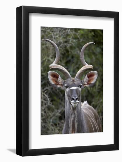 Greater Kudu (Tragelaphus Strepsiceros) Buck, Addo Elephant National Park, South Africa, Africa-James Hager-Framed Photographic Print