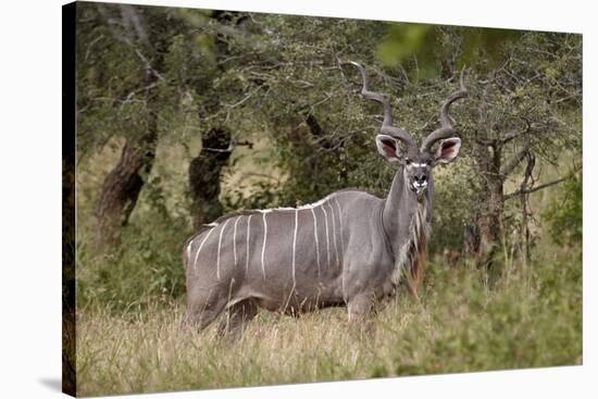 Greater Kudu (Tragelaphus Strepsiceros) Buck, Imfolozi Game Reserve, South Africa, Africa-James Hager-Stretched Canvas