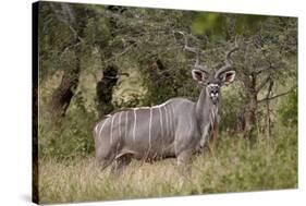 Greater Kudu (Tragelaphus Strepsiceros) Buck, Imfolozi Game Reserve, South Africa, Africa-James Hager-Stretched Canvas