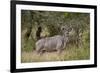 Greater Kudu (Tragelaphus Strepsiceros) Buck, Imfolozi Game Reserve, South Africa, Africa-James Hager-Framed Photographic Print