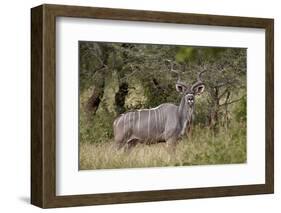 Greater Kudu (Tragelaphus Strepsiceros) Buck, Imfolozi Game Reserve, South Africa, Africa-James Hager-Framed Photographic Print