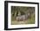 Greater Kudu (Tragelaphus Strepsiceros) Buck, Imfolozi Game Reserve, South Africa, Africa-James Hager-Framed Photographic Print