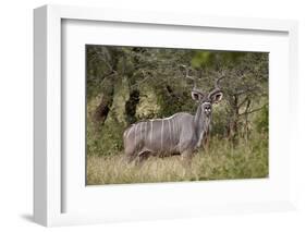 Greater Kudu (Tragelaphus Strepsiceros) Buck, Imfolozi Game Reserve, South Africa, Africa-James Hager-Framed Photographic Print