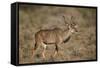 Greater Kudu (Tragelaphus Strepsiceros) Buck, Karoo National Park, South Africa, Africa-James Hager-Framed Stretched Canvas