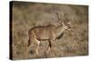 Greater Kudu (Tragelaphus Strepsiceros) Buck, Karoo National Park, South Africa, Africa-James Hager-Stretched Canvas