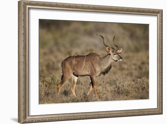 Greater Kudu (Tragelaphus Strepsiceros) Buck, Karoo National Park, South Africa, Africa-James Hager-Framed Photographic Print