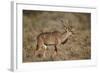 Greater Kudu (Tragelaphus Strepsiceros) Buck, Karoo National Park, South Africa, Africa-James Hager-Framed Photographic Print