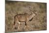 Greater Kudu (Tragelaphus Strepsiceros) Buck, Karoo National Park, South Africa, Africa-James Hager-Mounted Photographic Print