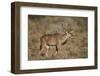 Greater Kudu (Tragelaphus Strepsiceros) Buck, Karoo National Park, South Africa, Africa-James Hager-Framed Photographic Print