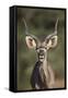 Greater Kudu (Tragelaphus Strepsiceros) Buck with His Mouth Open-James Hager-Framed Stretched Canvas