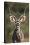 Greater Kudu (Tragelaphus Strepsiceros) Buck with His Mouth Open-James Hager-Stretched Canvas