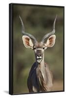 Greater Kudu (Tragelaphus Strepsiceros) Buck with His Mouth Open-James Hager-Framed Photographic Print