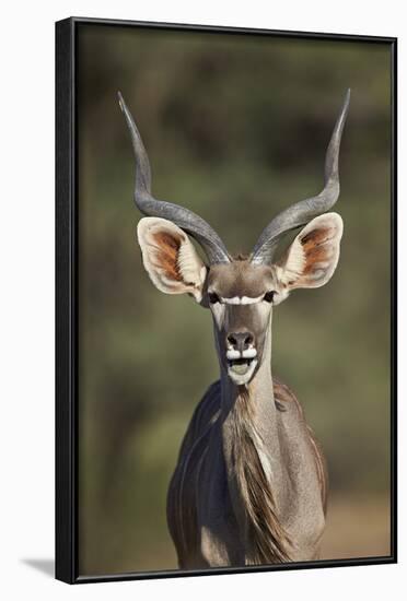 Greater Kudu (Tragelaphus Strepsiceros) Buck with His Mouth Open-James Hager-Framed Photographic Print