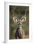 Greater Kudu (Tragelaphus Strepsiceros) Buck with His Mouth Open-James Hager-Framed Photographic Print