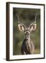 Greater Kudu (Tragelaphus Strepsiceros) Buck with His Mouth Open-James Hager-Framed Photographic Print