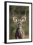 Greater Kudu (Tragelaphus Strepsiceros) Buck with His Mouth Open-James Hager-Framed Photographic Print