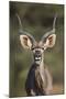 Greater Kudu (Tragelaphus Strepsiceros) Buck with His Mouth Open-James Hager-Mounted Photographic Print