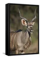 Greater Kudu (Tragelaphus Strepsiceros) Buck with His Mouth Open-James Hager-Framed Stretched Canvas