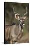 Greater Kudu (Tragelaphus Strepsiceros) Buck with His Mouth Open-James Hager-Stretched Canvas