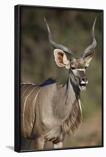 Greater Kudu (Tragelaphus Strepsiceros) Buck with His Mouth Open-James Hager-Framed Photographic Print