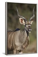 Greater Kudu (Tragelaphus Strepsiceros) Buck with His Mouth Open-James Hager-Framed Photographic Print