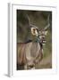 Greater Kudu (Tragelaphus Strepsiceros) Buck with His Mouth Open-James Hager-Framed Photographic Print