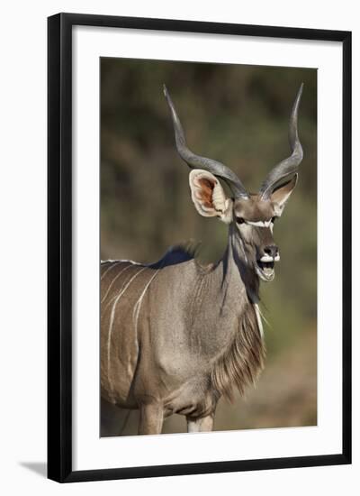 Greater Kudu (Tragelaphus Strepsiceros) Buck with His Mouth Open-James Hager-Framed Photographic Print