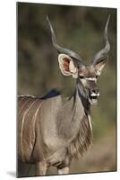 Greater Kudu (Tragelaphus Strepsiceros) Buck with His Mouth Open-James Hager-Mounted Photographic Print