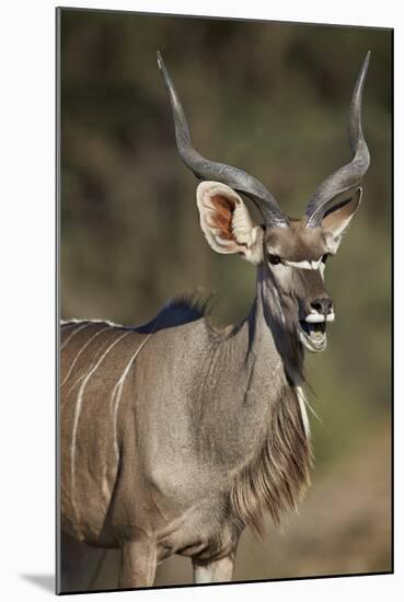 Greater Kudu (Tragelaphus Strepsiceros) Buck with His Mouth Open-James Hager-Mounted Photographic Print