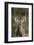 Greater Kudu (Tragelaphus Strepsiceros) Buck with His Mouth Open-James Hager-Framed Photographic Print