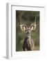 Greater Kudu (Tragelaphus Strepsiceros) Buck with His Mouth Open-James Hager-Framed Photographic Print