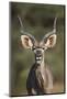 Greater Kudu (Tragelaphus Strepsiceros) Buck with His Mouth Open-James Hager-Mounted Photographic Print