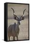 Greater Kudu (Tragelaphus Strepsiceros) Buck-James Hager-Framed Stretched Canvas