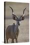 Greater Kudu (Tragelaphus Strepsiceros) Buck-James Hager-Stretched Canvas