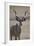 Greater Kudu (Tragelaphus Strepsiceros) Buck-James Hager-Framed Photographic Print