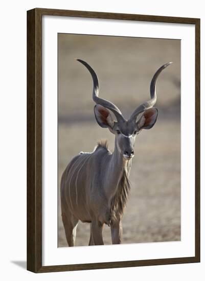 Greater Kudu (Tragelaphus Strepsiceros) Buck-James Hager-Framed Photographic Print