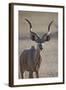 Greater Kudu (Tragelaphus Strepsiceros) Buck-James Hager-Framed Photographic Print